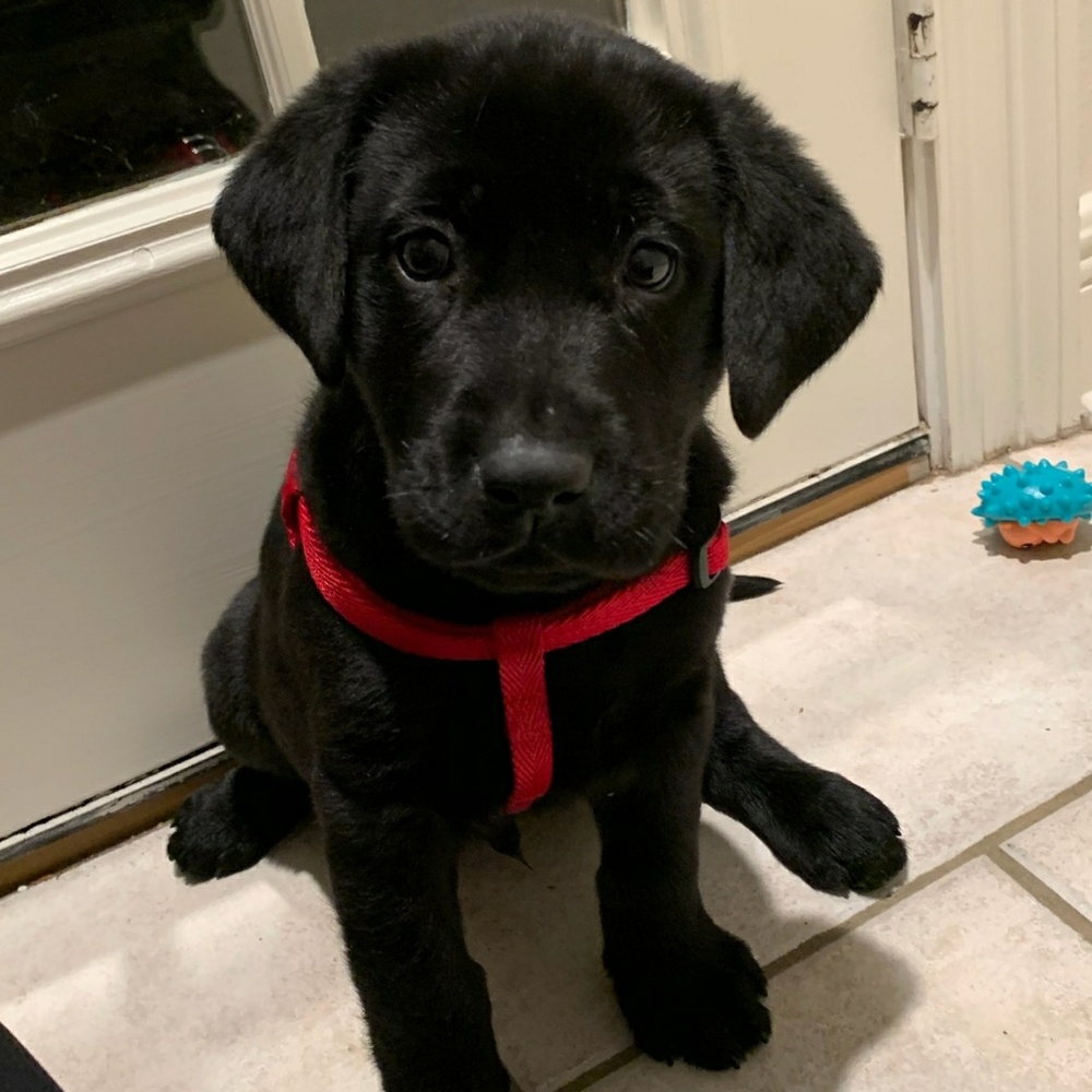 Meet your Posher, Kevin